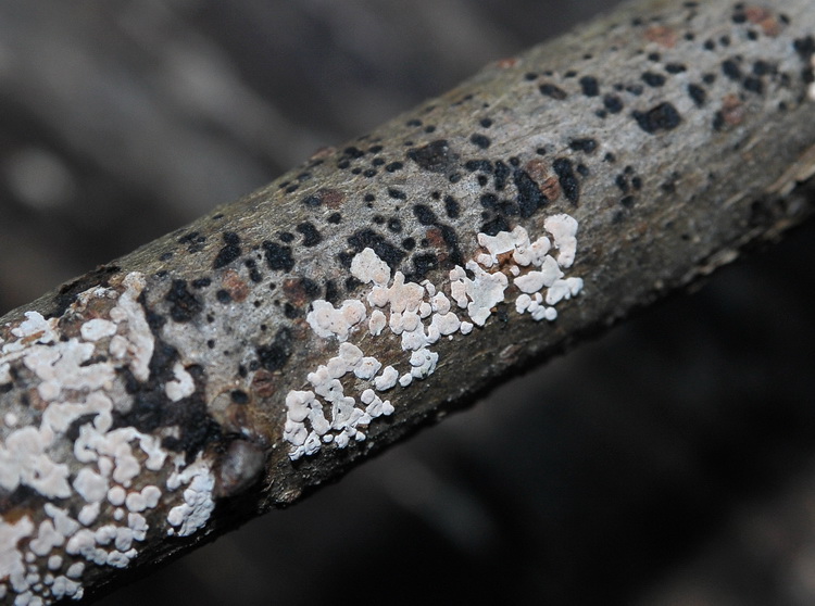 Xylobolus frustulatus?